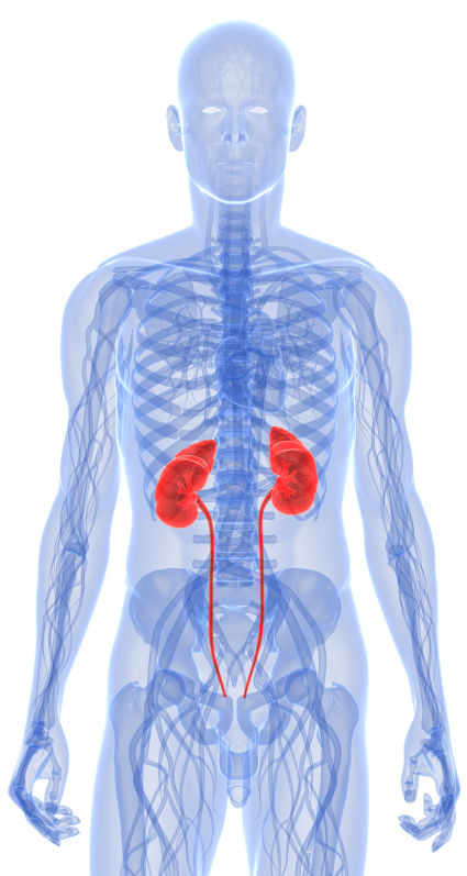 What Can Proteinuria Lead To   U2013 Nephcure Kidney